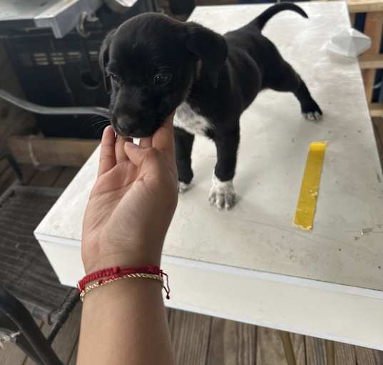 Photo of Frijol