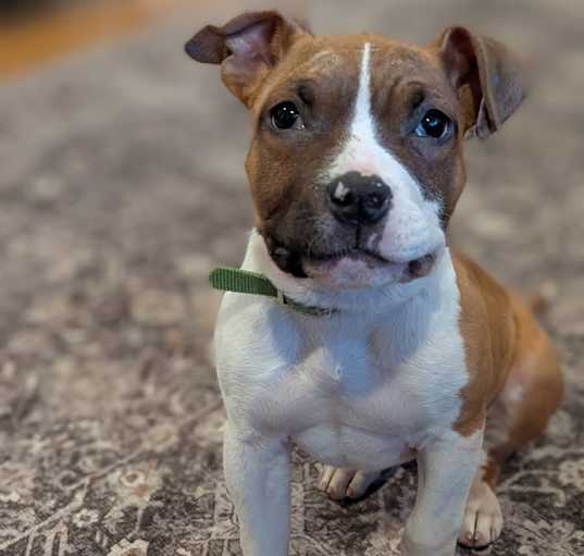 Photo of Cookie