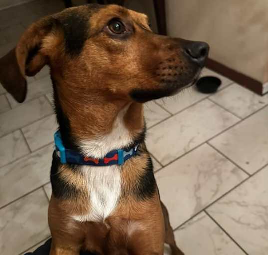Photo of Hank