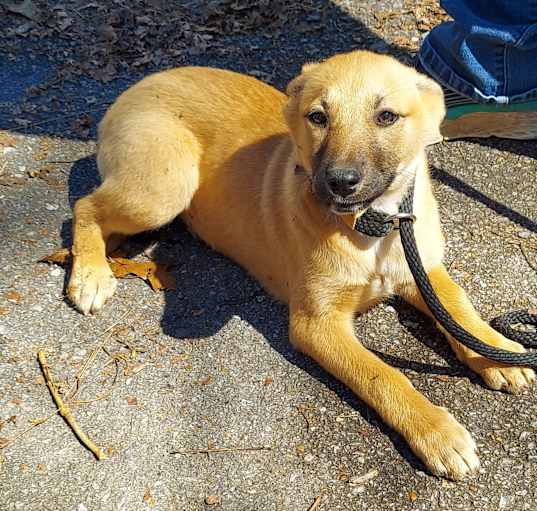 Photo of AMBER pup
