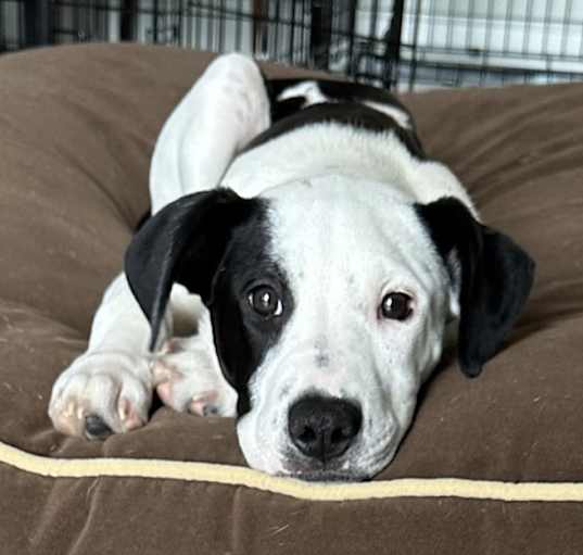 Photo of Cassius