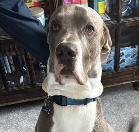 Photo of Bodie