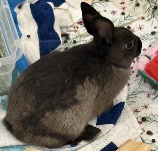 Photo of Chubbs