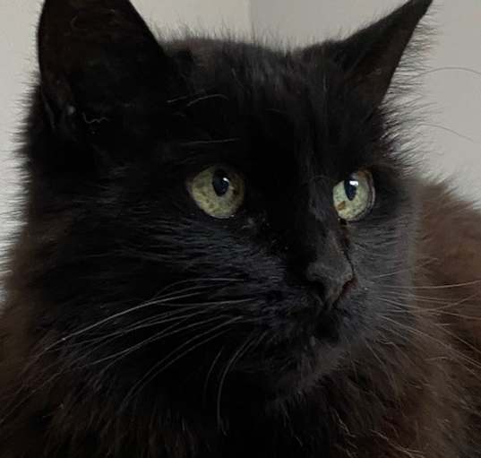 Photo of Coco