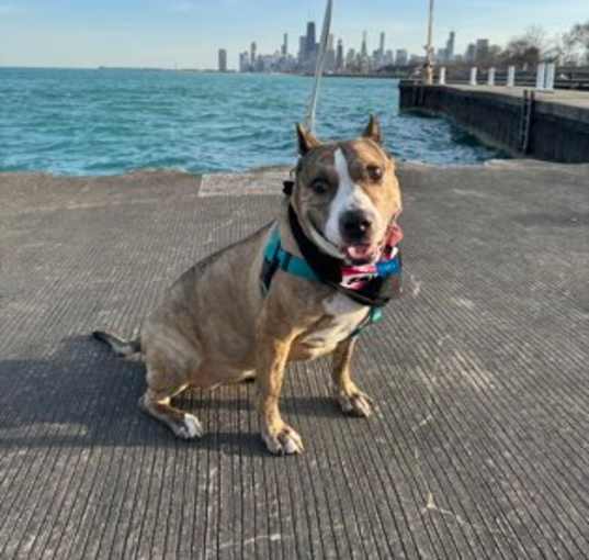 Photo of Taffy
