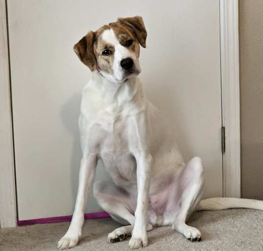 Photo of Opie