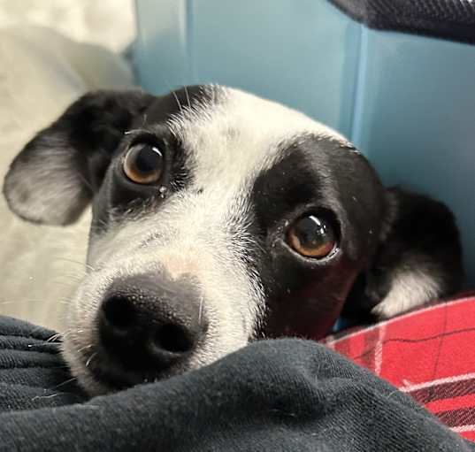 Photo of Penelope