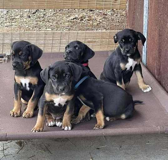 Photo of Layla's Littles: Uno, Bindi, Tulsi, Heidi, Hazel, Hilda