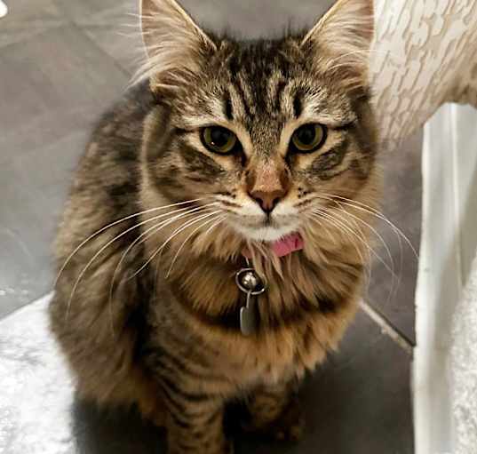 Photo of Misty
