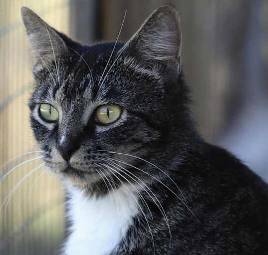 Photo of Clover