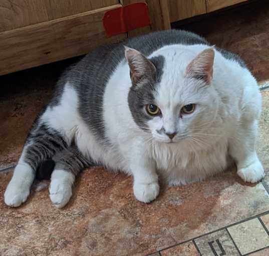 Photo of Kitty