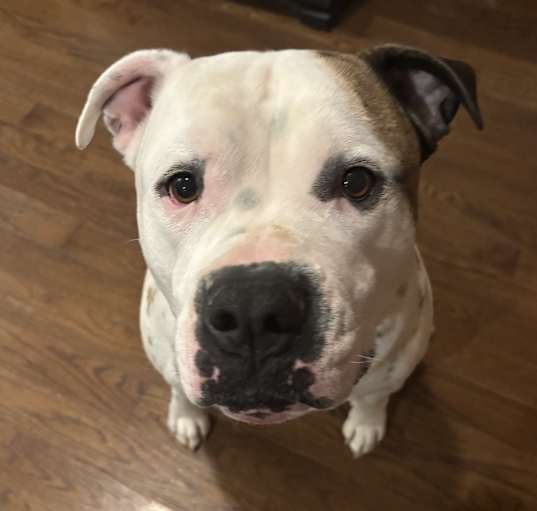 Photo of Chance