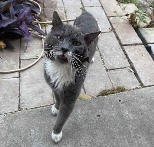 Photo of Dusty
