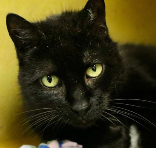 Photo of Pepsi - Available in Foster