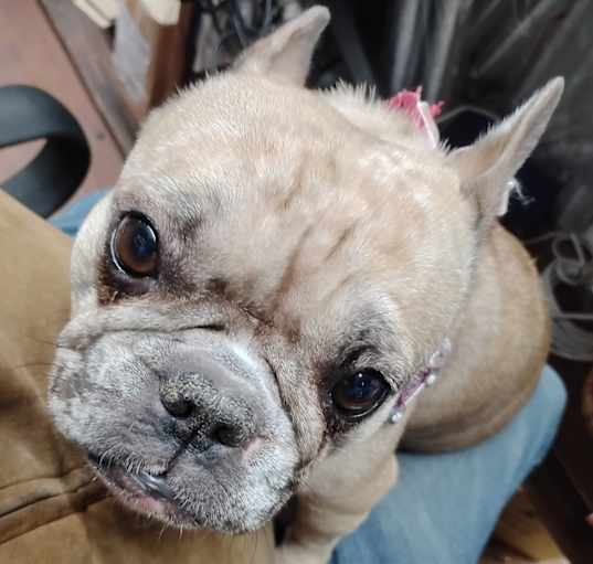 Photo of Lola