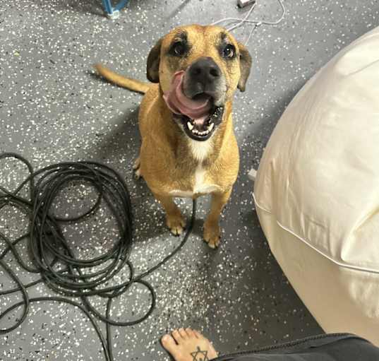 Photo of Peanut