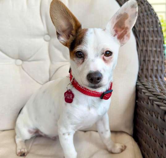 Photo of Harley