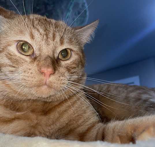 Photo of Blayze