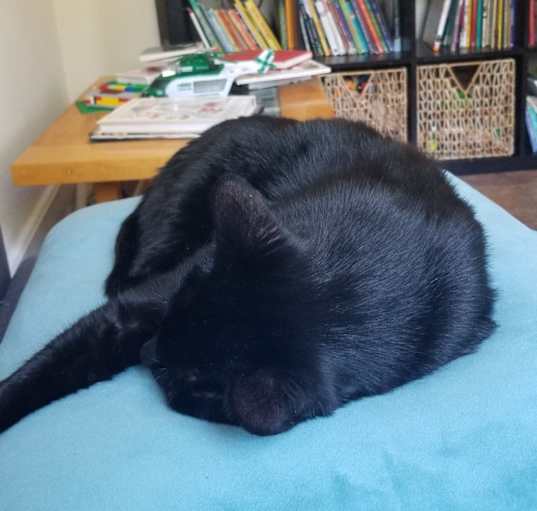 Photo of Romeo