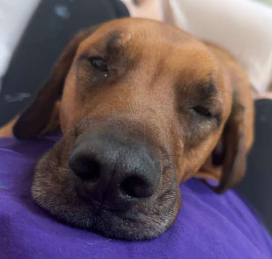 Photo of Scooby