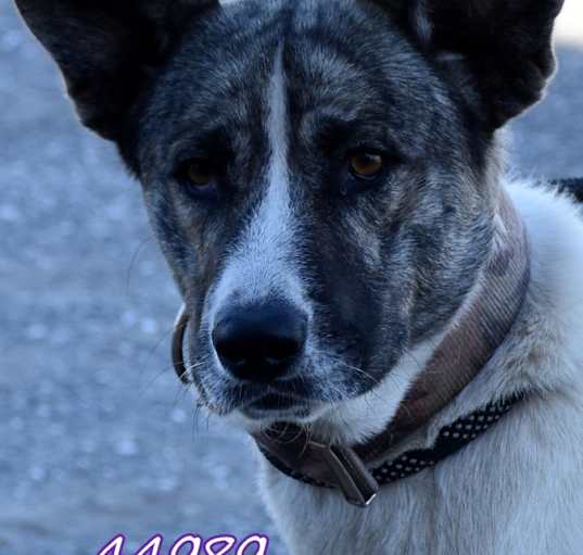 Photo of Diesel