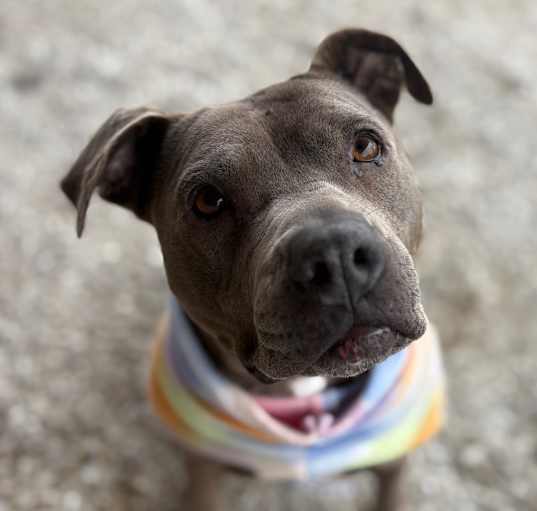 Photo of Gotti