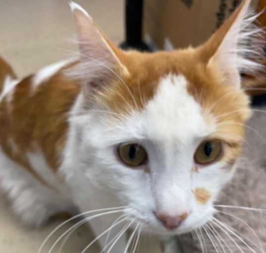 Photo of Simon