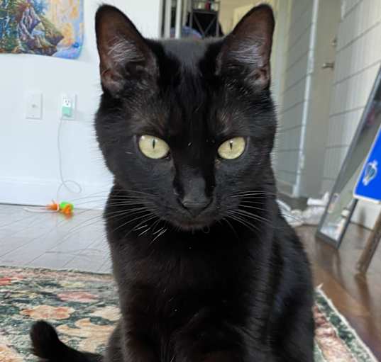 Photo of Ube (bonded with King)