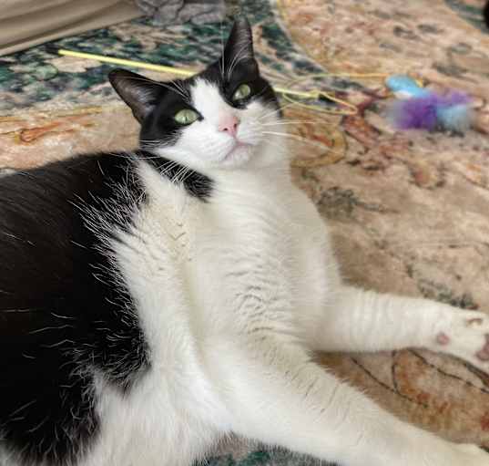 Photo of King (bonded with Ube)
