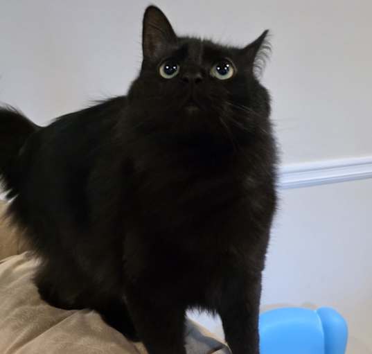 Photo of Bean
