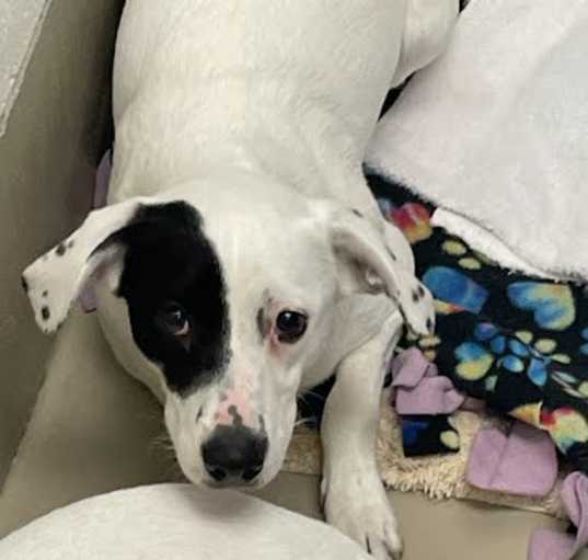 Photo of DAISY