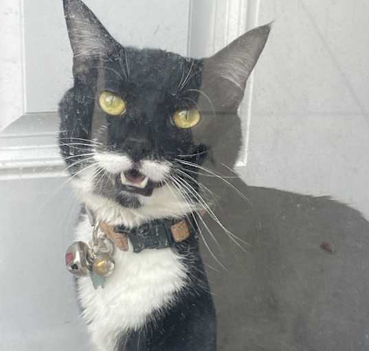 Photo of Milo