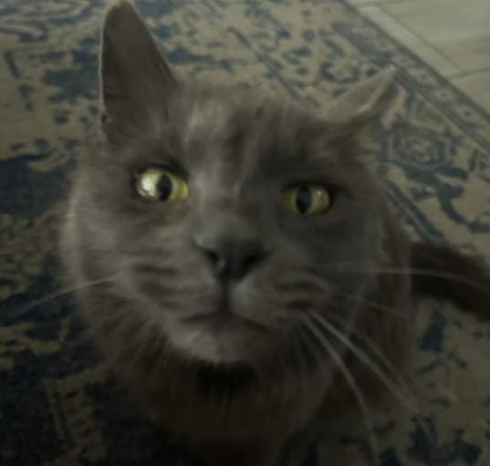 Photo of Olive