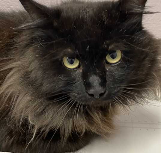 Photo of Cherokee