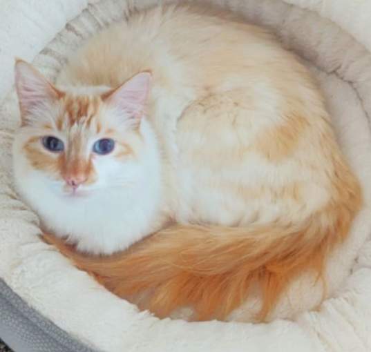 Photo of Little Egg