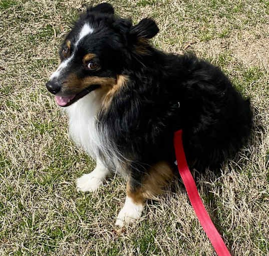 Photo of TUK