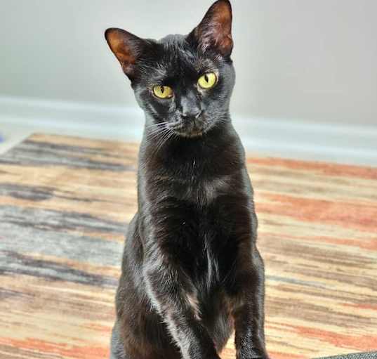 Photo of Mink
