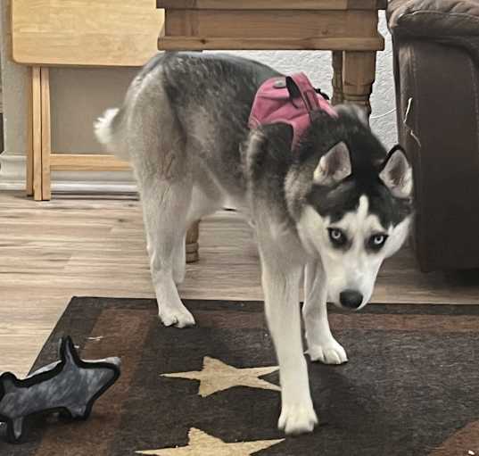 Photo of Koda