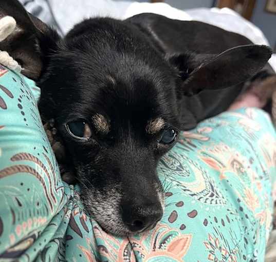 Photo of Black Jack