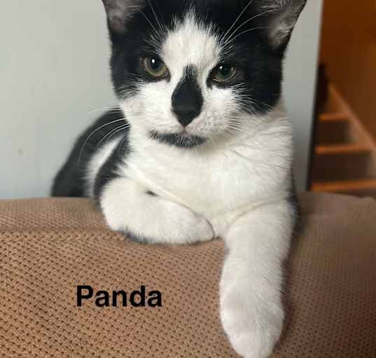 Photo of Panda