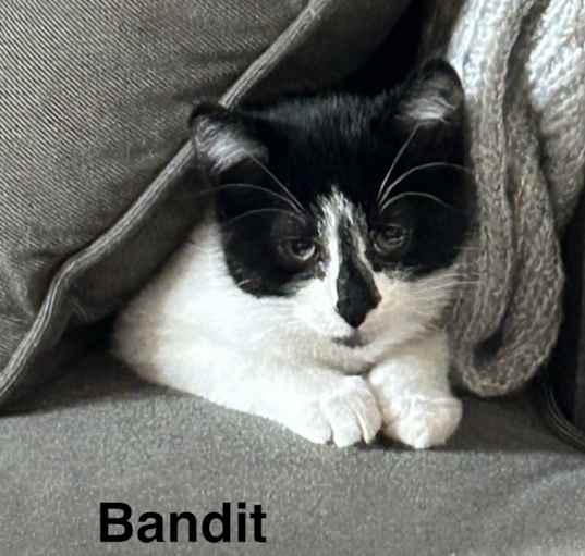 Photo of Bandit