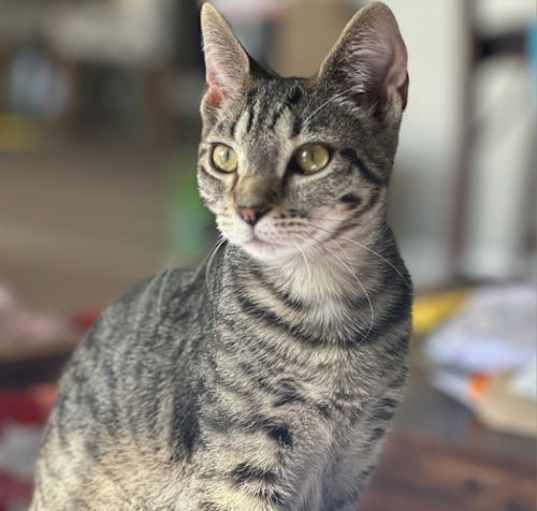 Photo of Iris