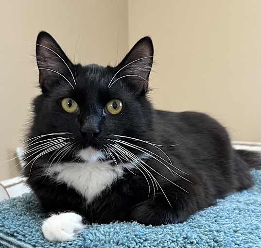 Photo of Arlo