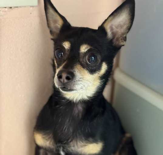 Photo of Gizmo