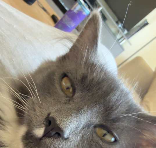 Photo of Socks
