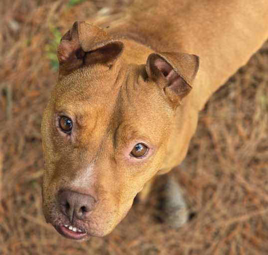 Photo of Kitchens dog