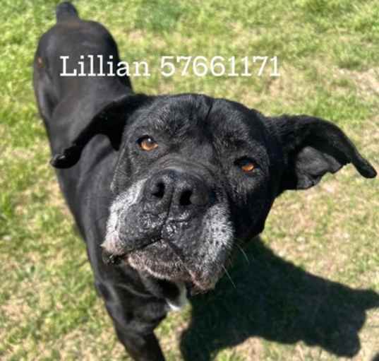 Photo of Lillian