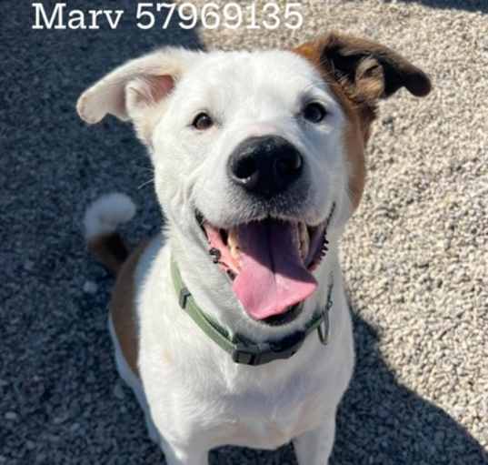Photo of Marv
