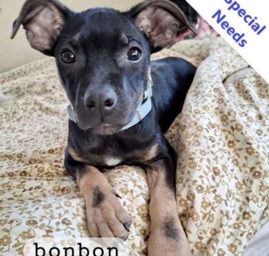 Photo of Bonbon