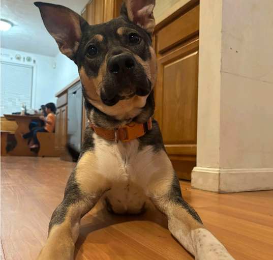 Photo of Sadie Local
